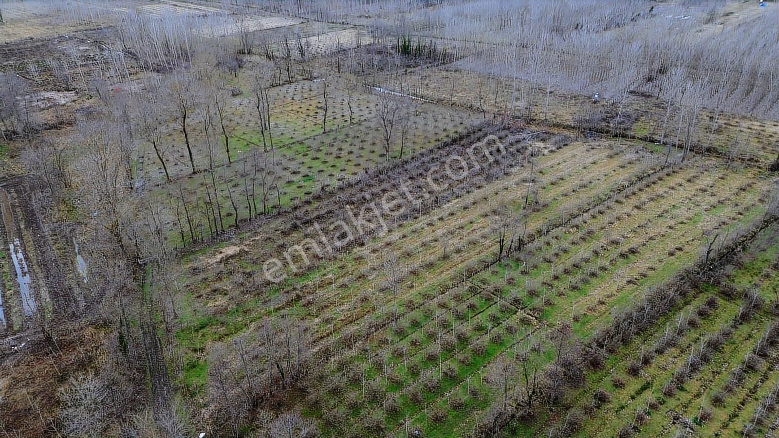 Revizyon'dan Hazır İçi Kavak Dolu Müstakil Ana Yola 2km Düz Arsa - Görsel 5