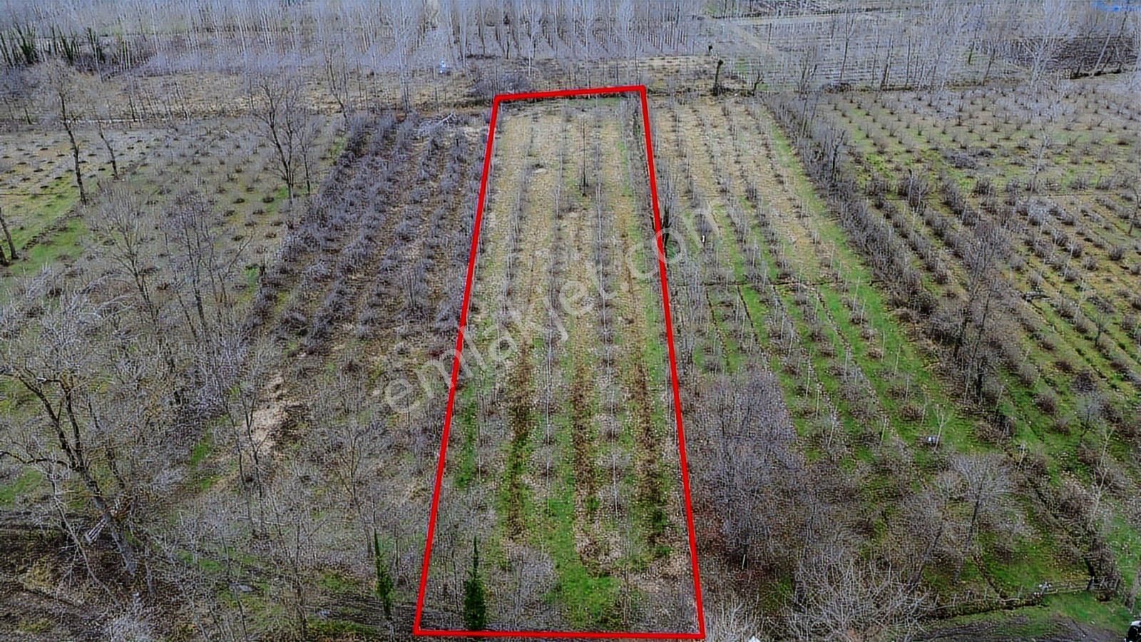 Revizyon'dan Hazır İçi Kavak Dolu Müstakil Ana Yola 2km Düz Arsa