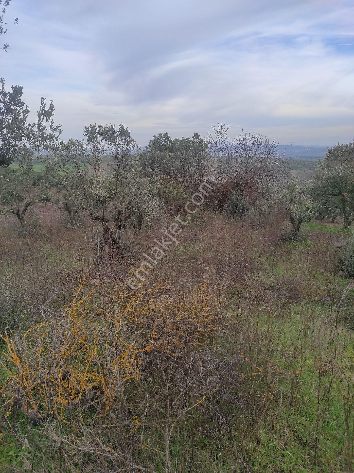 İdenova Gayrimenkulden Dedeköyde Fırsat Uygun Fiyatlı Satılık Tarla - Görsel 12