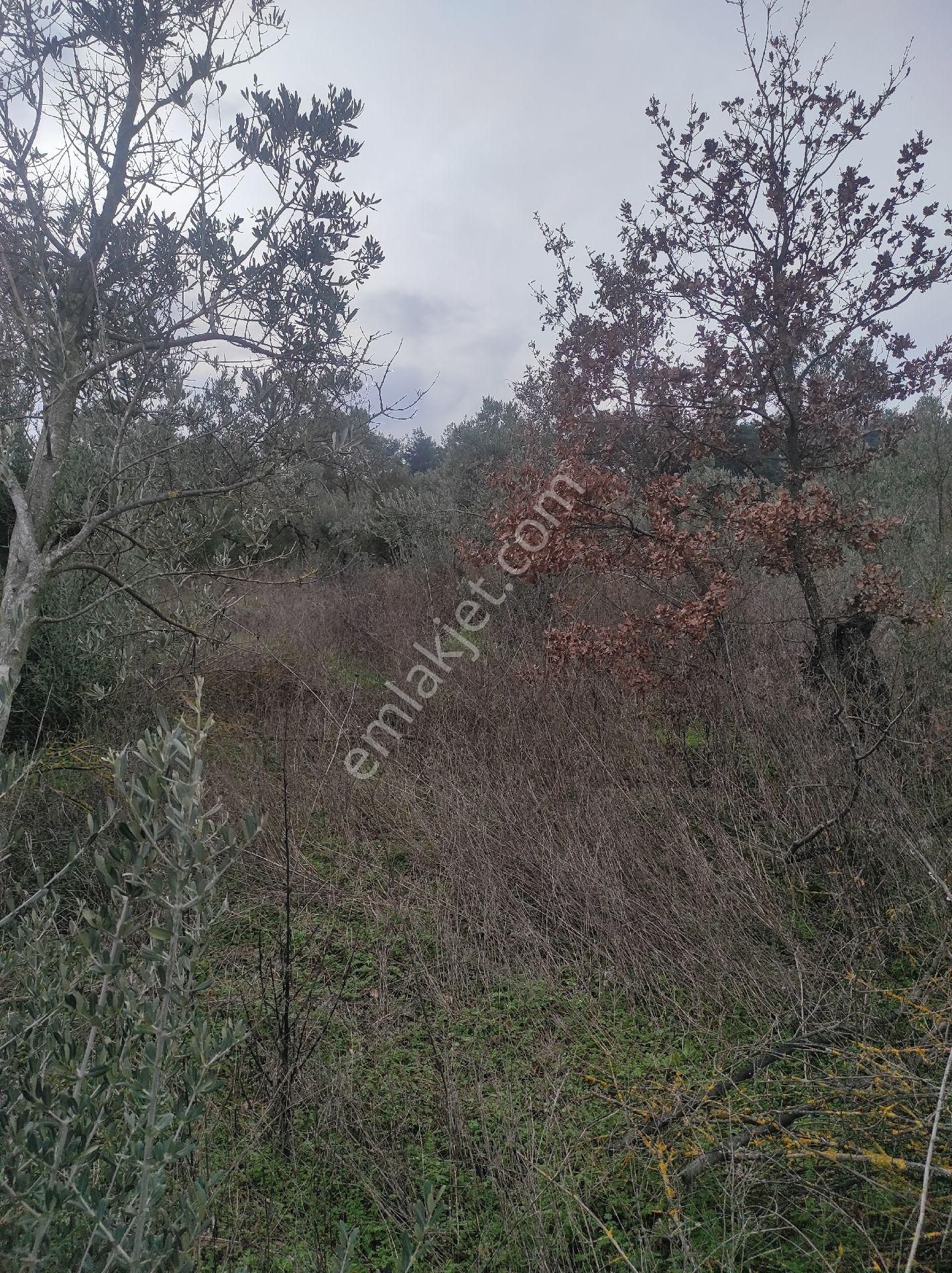 İdenova Gayrimenkulden Dedeköyde Fırsat Uygun Fiyatlı Satılık Tarla - Görsel 7