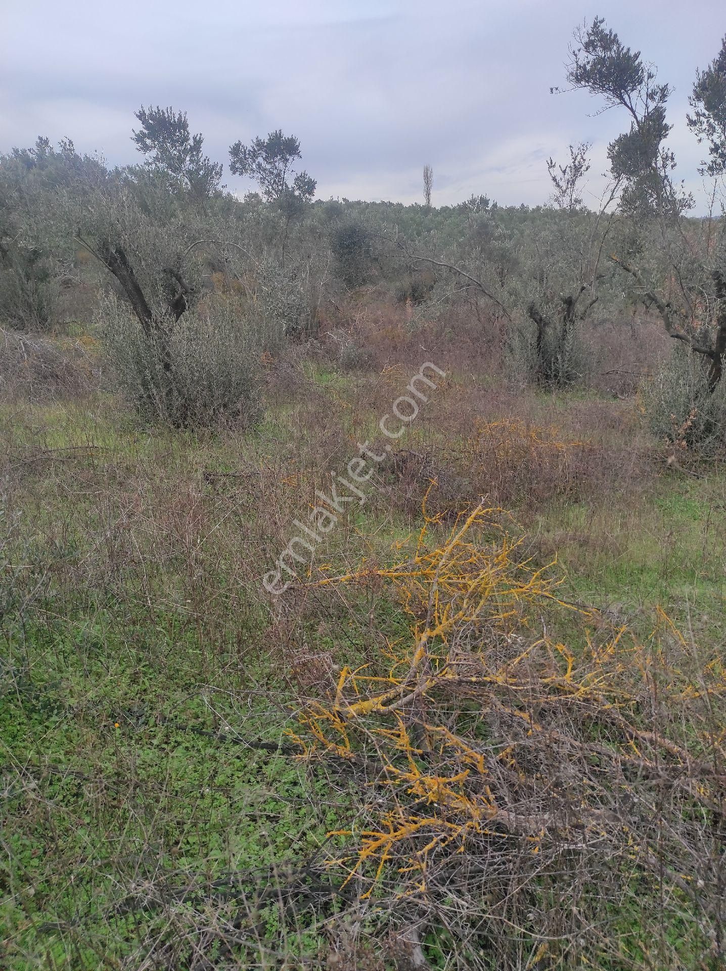 İdenova Gayrimenkulden Dedeköyde Fırsat Uygun Fiyatlı Satılık Tarla - Görsel 11