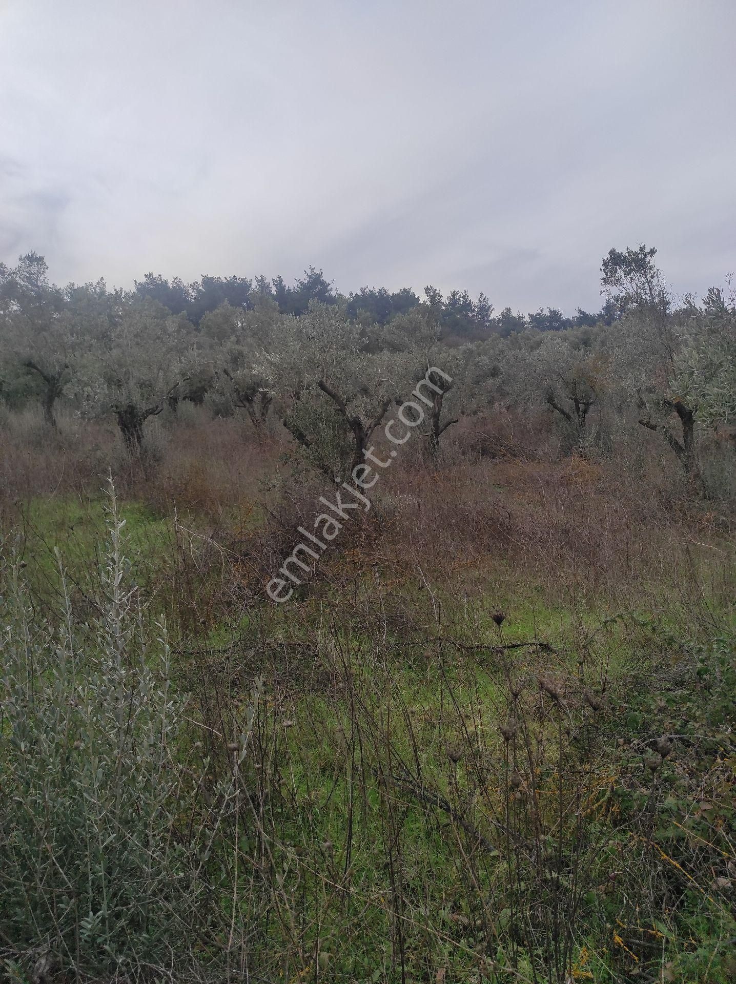 İdenova Gayrimenkulden Dedeköyde Fırsat Uygun Fiyatlı Satılık Tarla - Görsel 6