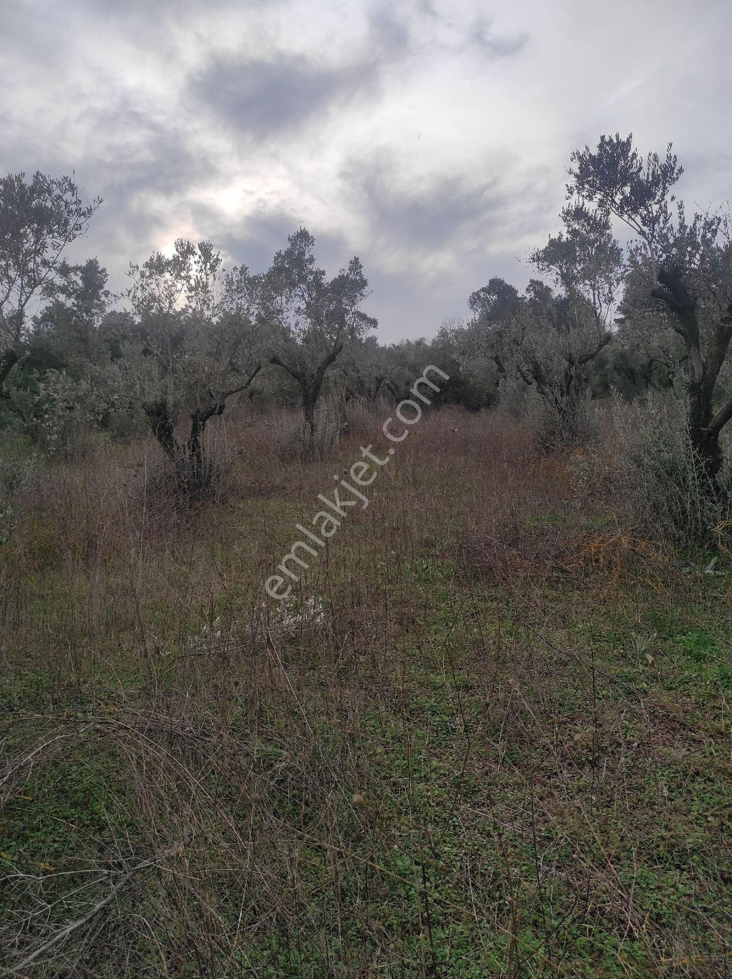 İdenova Gayrimenkulden Dedeköyde Fırsat Uygun Fiyatlı Satılık Tarla - Görsel 5