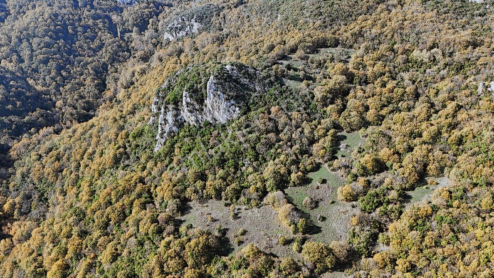 Fiyat Düştü!! 4.800 M2 Ormana Cepheli Suya Yakın, Yatırıma Uygun - Görsel 3