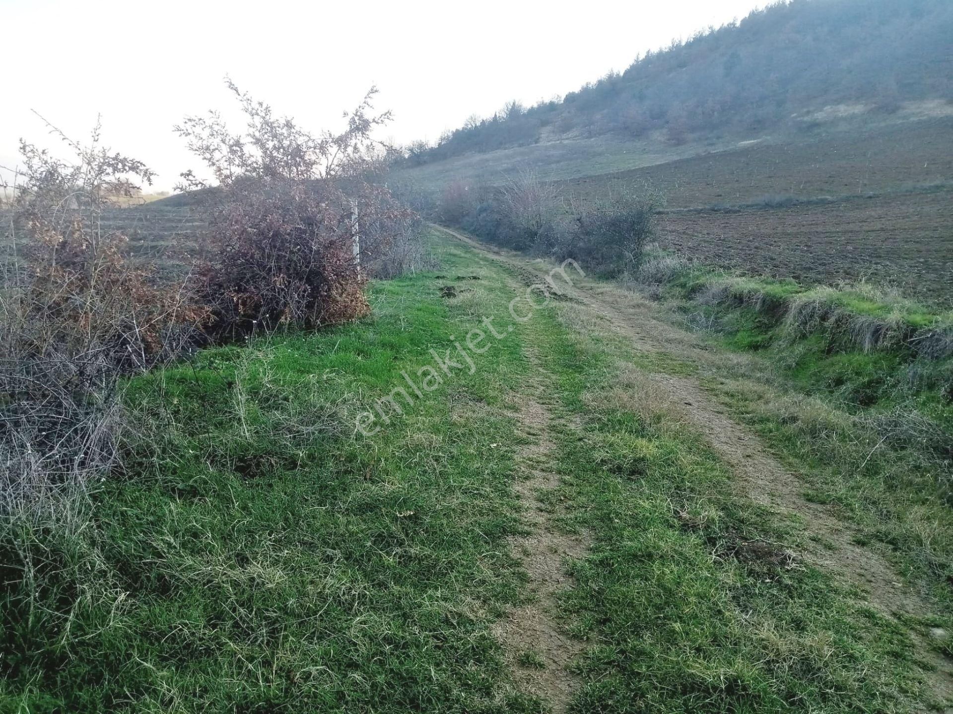 Yenişehir Kızılhisar'da 15,598,m2 Yolu Suyu Olan Ceviz Bahçesi - Görsel 4