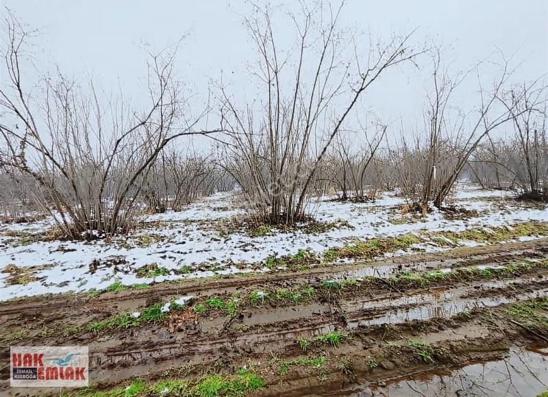 Hak Emlak'tan Darıcı Mahallesinde Fırsat Satılık 487m² Arsa - Görsel 9