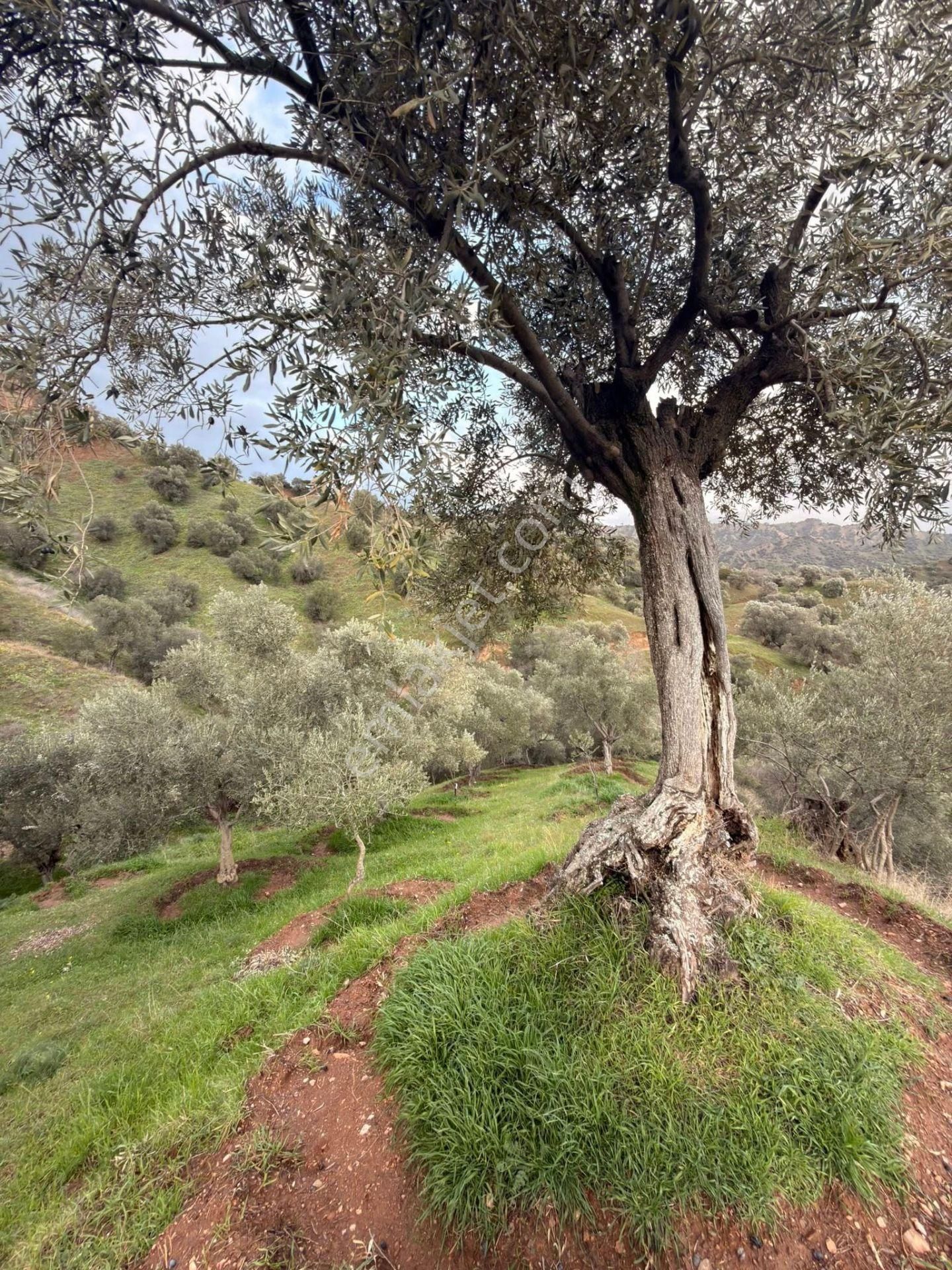 Satılık Zeytinlik – Aydın / Sultanhisar / Yağdere