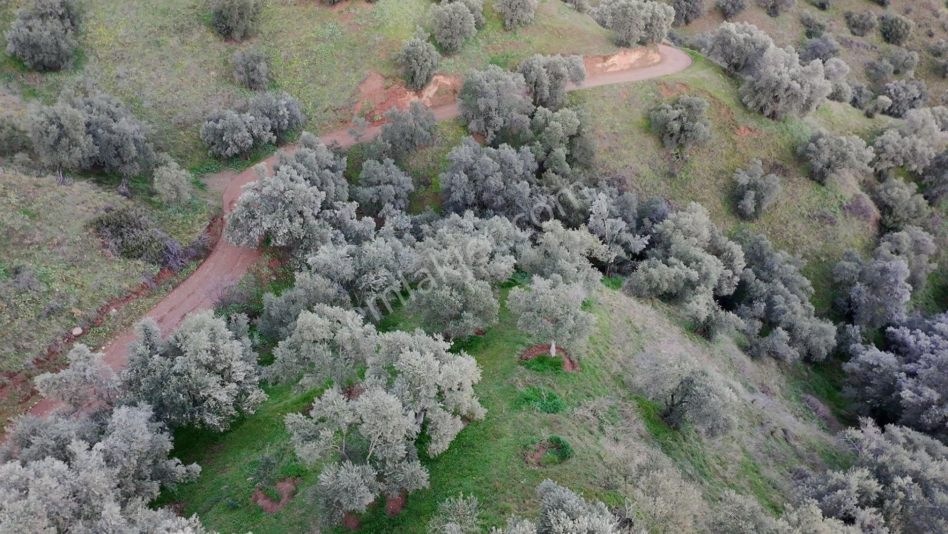 Satılık Zeytinlik – Aydın / Sultanhisar / Yağdere - Görsel 10