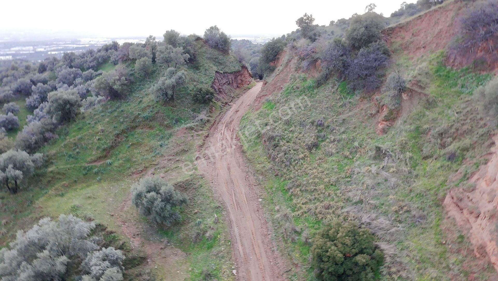 Satılık Zeytinlik – Aydın / Sultanhisar / Yağdere - Görsel 3