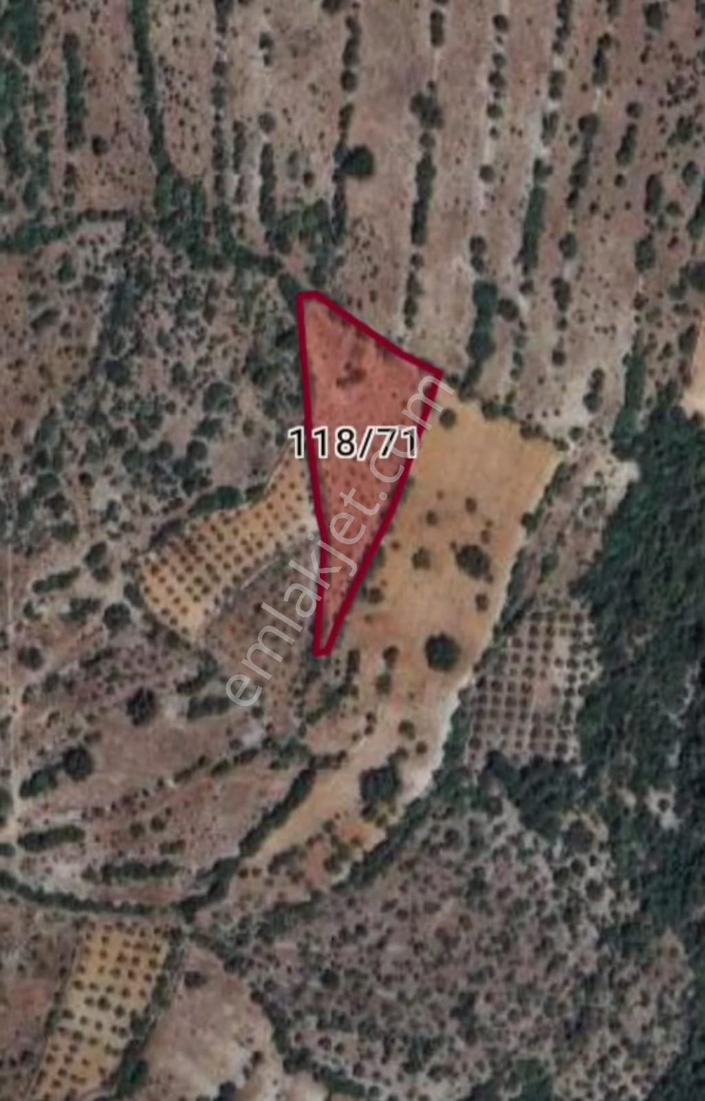 Muğla Denizova'da Zeytin Ağaçlı Fıstıklık Ve Tarla