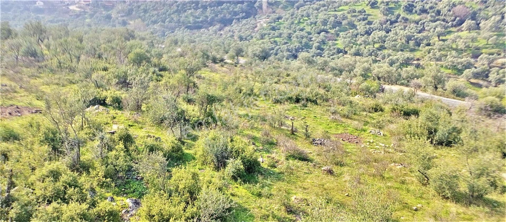 Torbalı Emlak'tan Bayındır Kızılcaova'da Yolu Olan, Köye Yakın, Manzaralı 4.415m2 Zeytinlik Satılık - Görsel 4