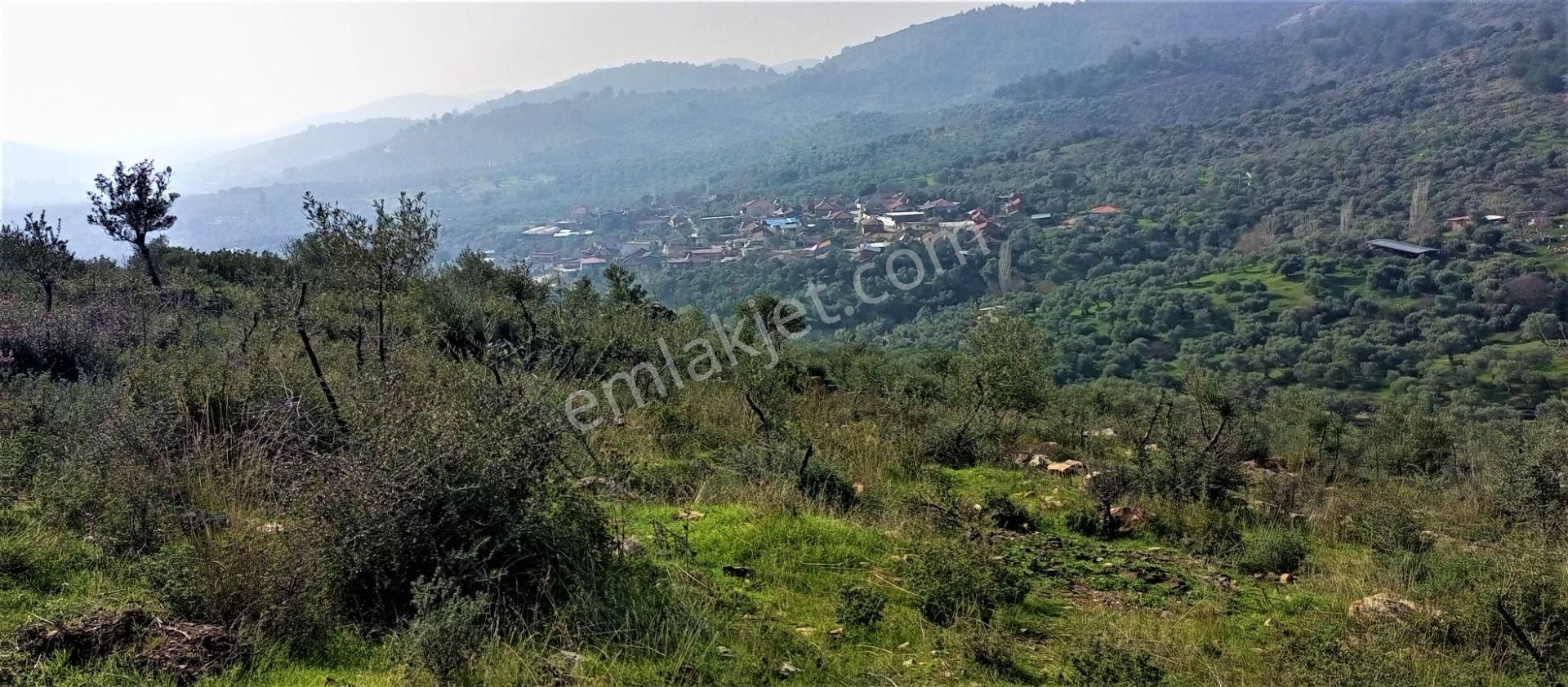 Torbalı Emlak'tan Bayındır Kızılcaova'da Yolu Olan, Köye Yakın, Manzaralı 4.415m2 Zeytinlik Satılık