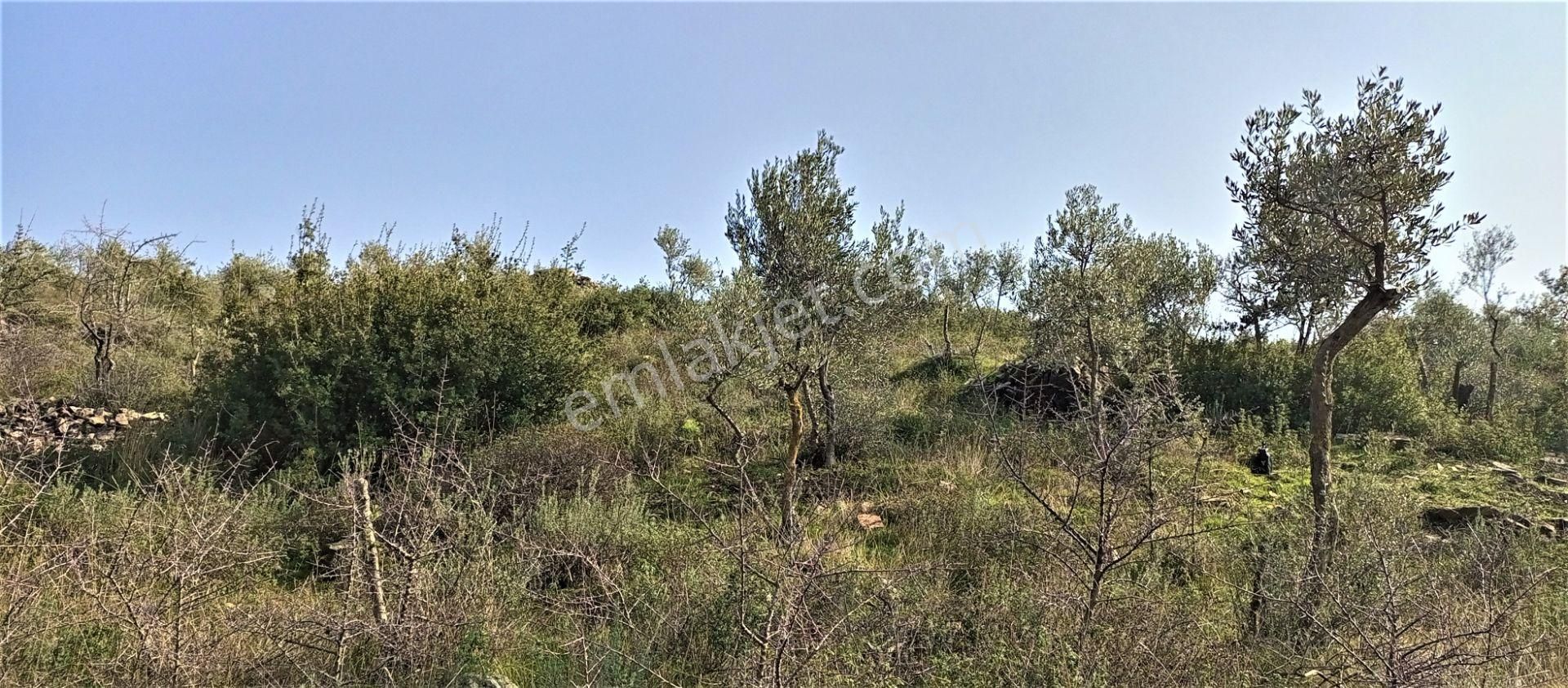 Torbalı Emlak'tan Bayındır Kızılcaova'da Yolu Olan, Köye Yakın, Manzaralı 4.415m2 Zeytinlik Satılık - Görsel 14
