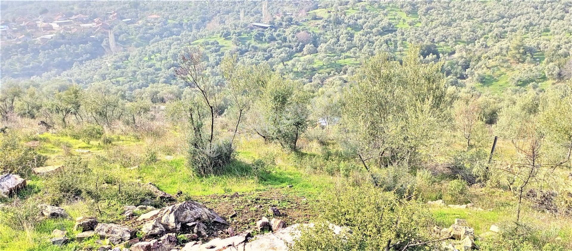 Torbalı Emlak'tan Bayındır Kızılcaova'da Yolu Olan, Köye Yakın, Manzaralı 4.415m2 Zeytinlik Satılık - Görsel 7