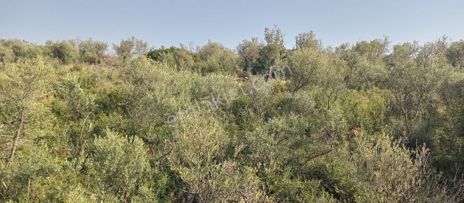 Torbalı Emlak'tan Bayındır Kızılcaova'da Yolu Olan, Köye Yakın, Manzaralı 4.415m2 Zeytinlik Satılık - Görsel 3