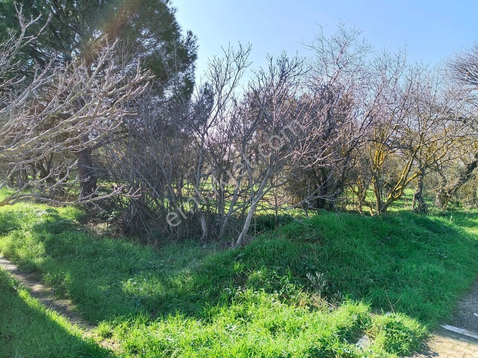 Ayazköyde Yola Cepheli Köy Kenarı Zeytinlik - Görsel 15