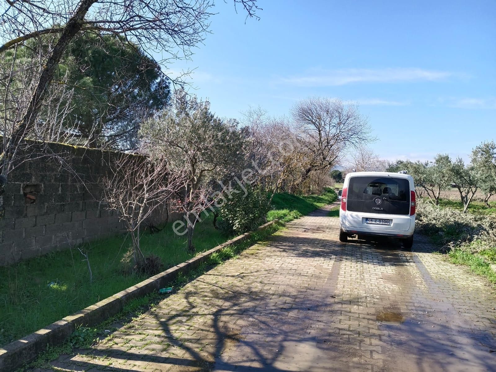 Ayazköyde Yola Cepheli Köy Kenarı Zeytinlik - Görsel 16