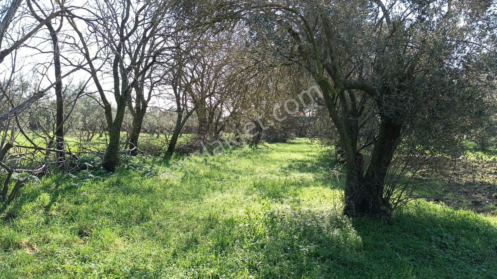 Ayazköyde Yola Cepheli Köy Kenarı Zeytinlik - Görsel 5