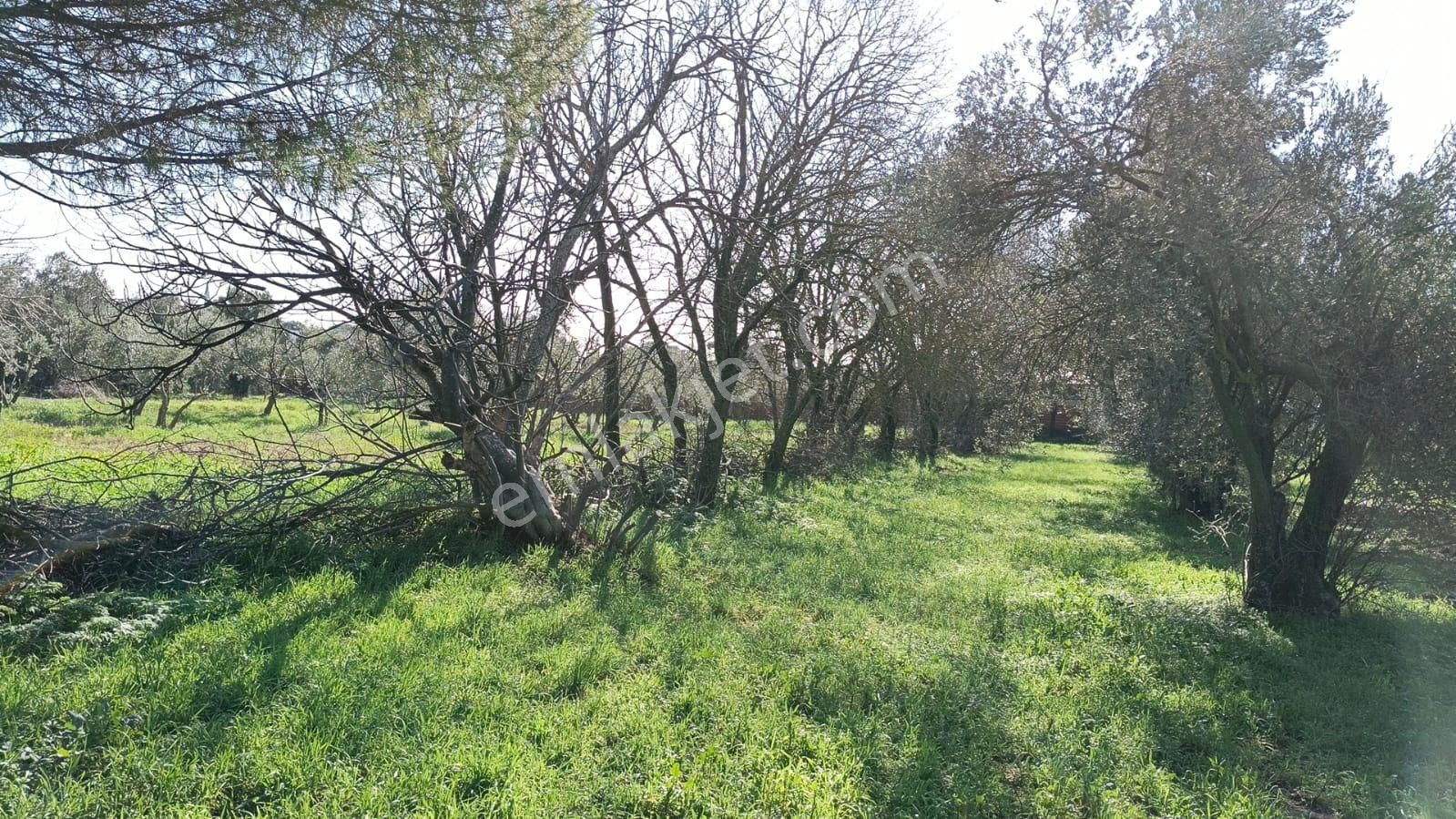 Ayazköyde Yola Cepheli Köy Kenarı Zeytinlik - Görsel 9