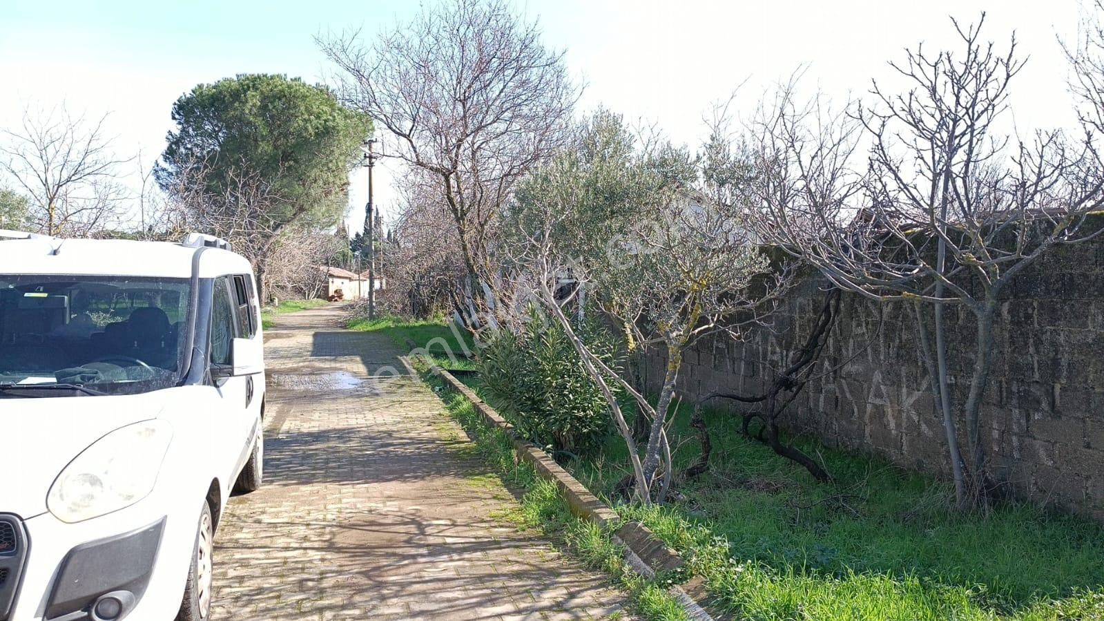 Ayazköyde Yola Cepheli Köy Kenarı Zeytinlik - Görsel 14