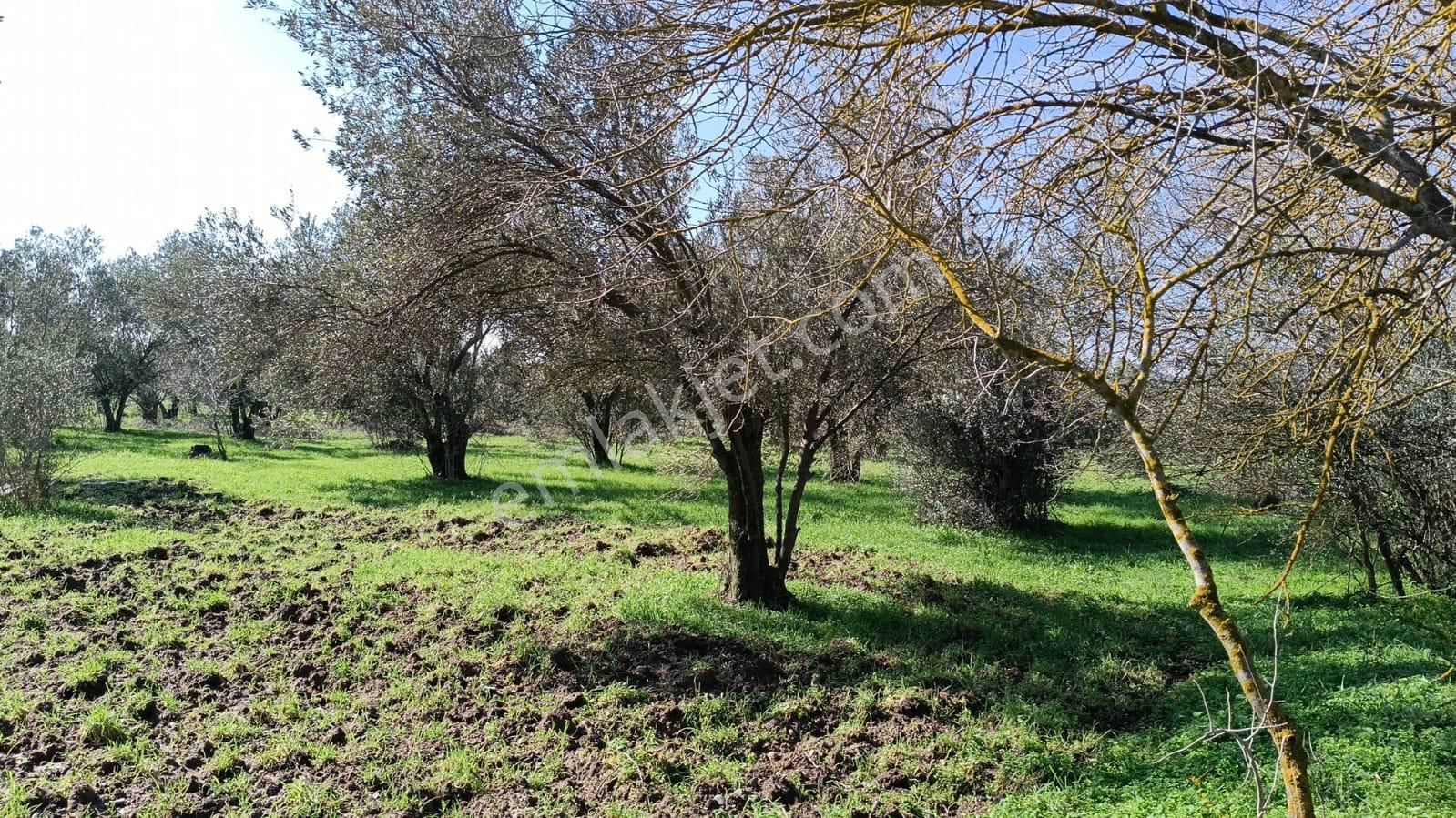 Ayazköyde Yola Cepheli Köy Kenarı Zeytinlik - Görsel 12