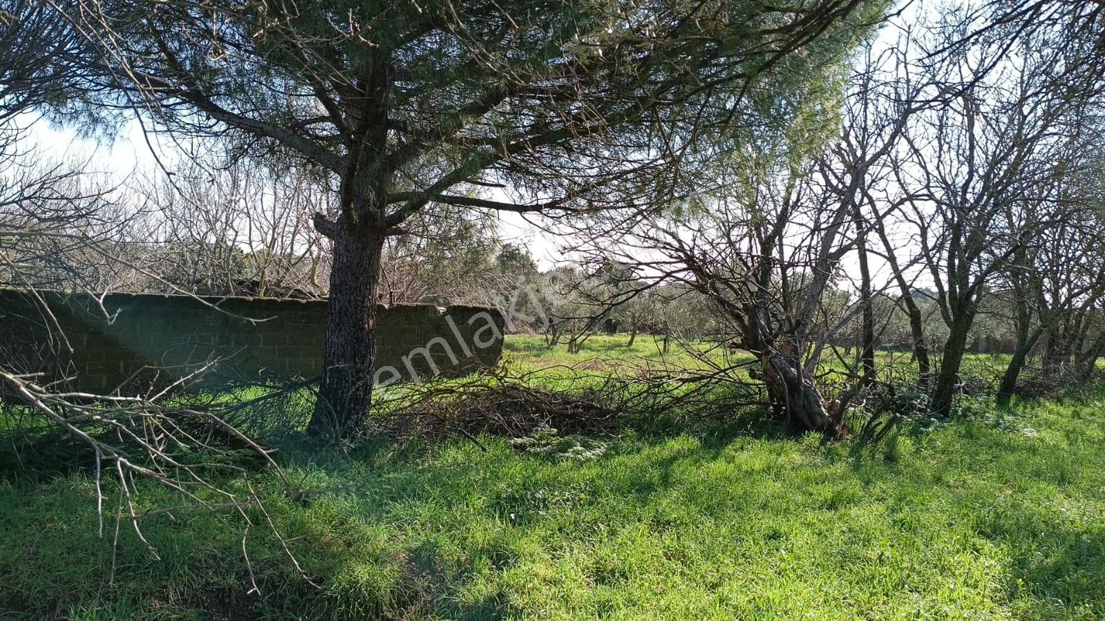 Ayazköyde Yola Cepheli Köy Kenarı Zeytinlik - Görsel 10