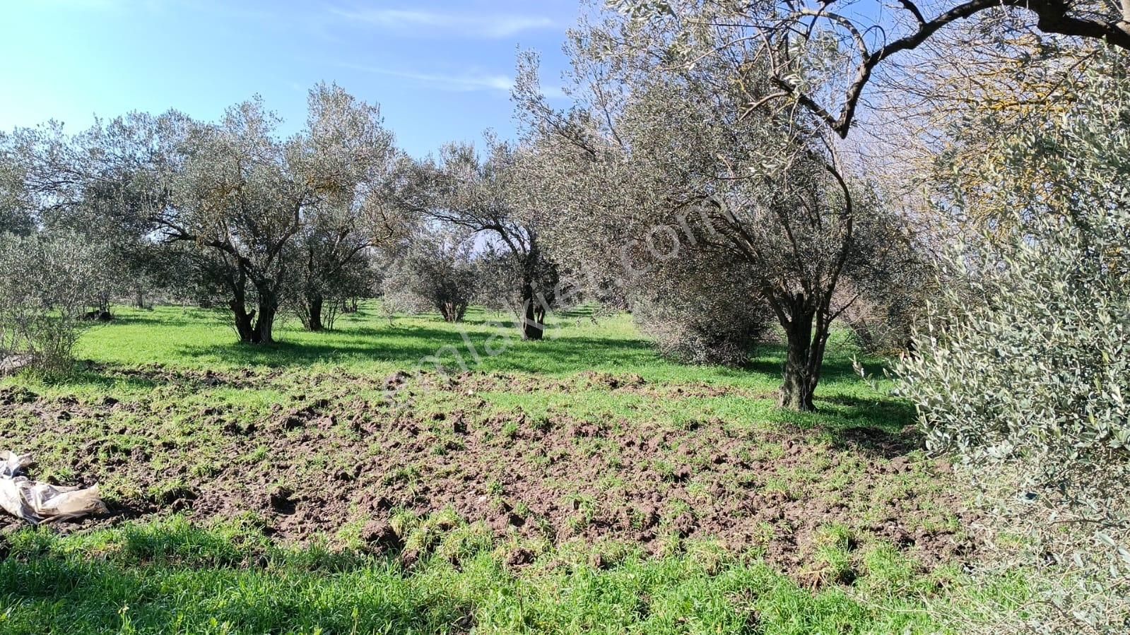 Ayazköyde Yola Cepheli Köy Kenarı Zeytinlik - Görsel 6