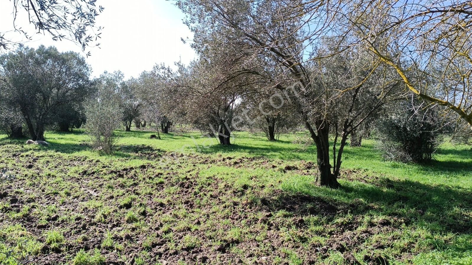 Ayazköyde Yola Cepheli Köy Kenarı Zeytinlik - Görsel 13
