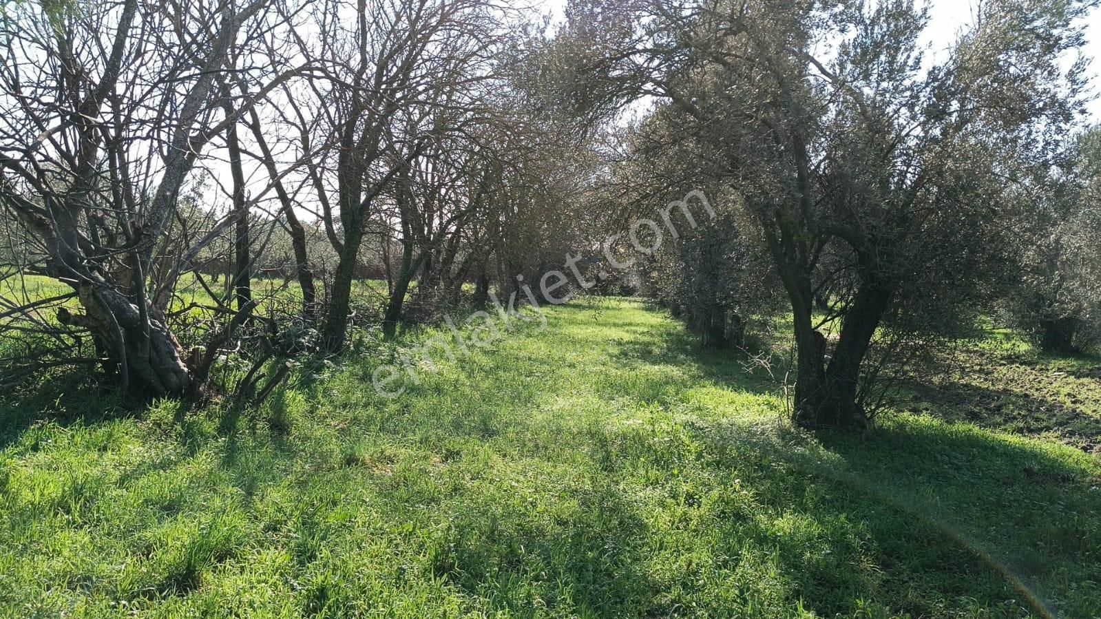 Ayazköyde Yola Cepheli Köy Kenarı Zeytinlik - Görsel 8