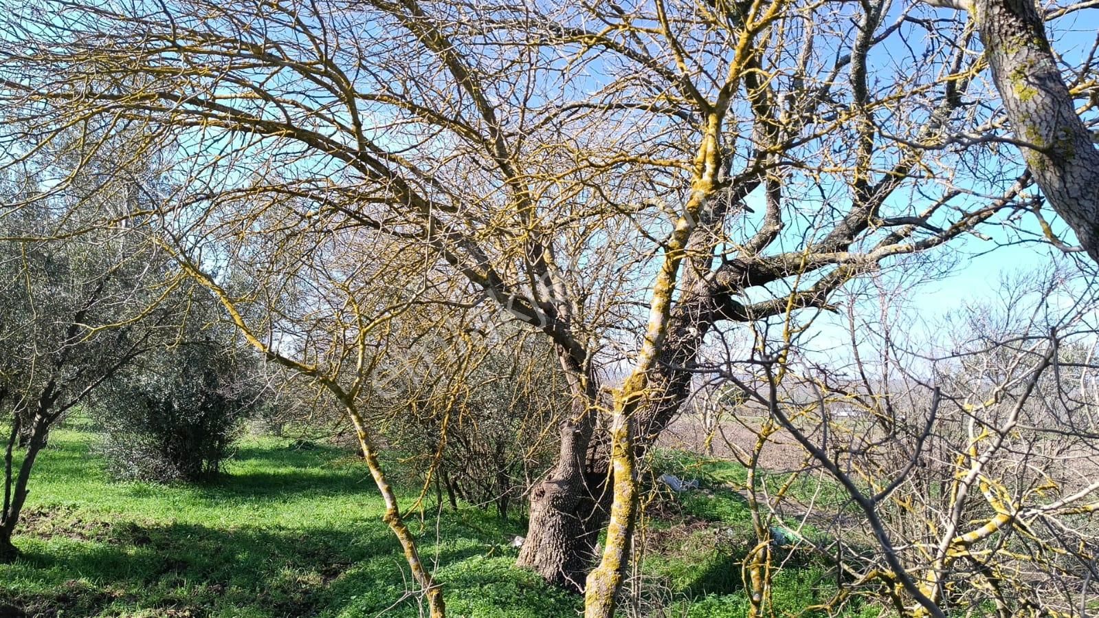 Ayazköyde Yola Cepheli Köy Kenarı Zeytinlik - Görsel 11