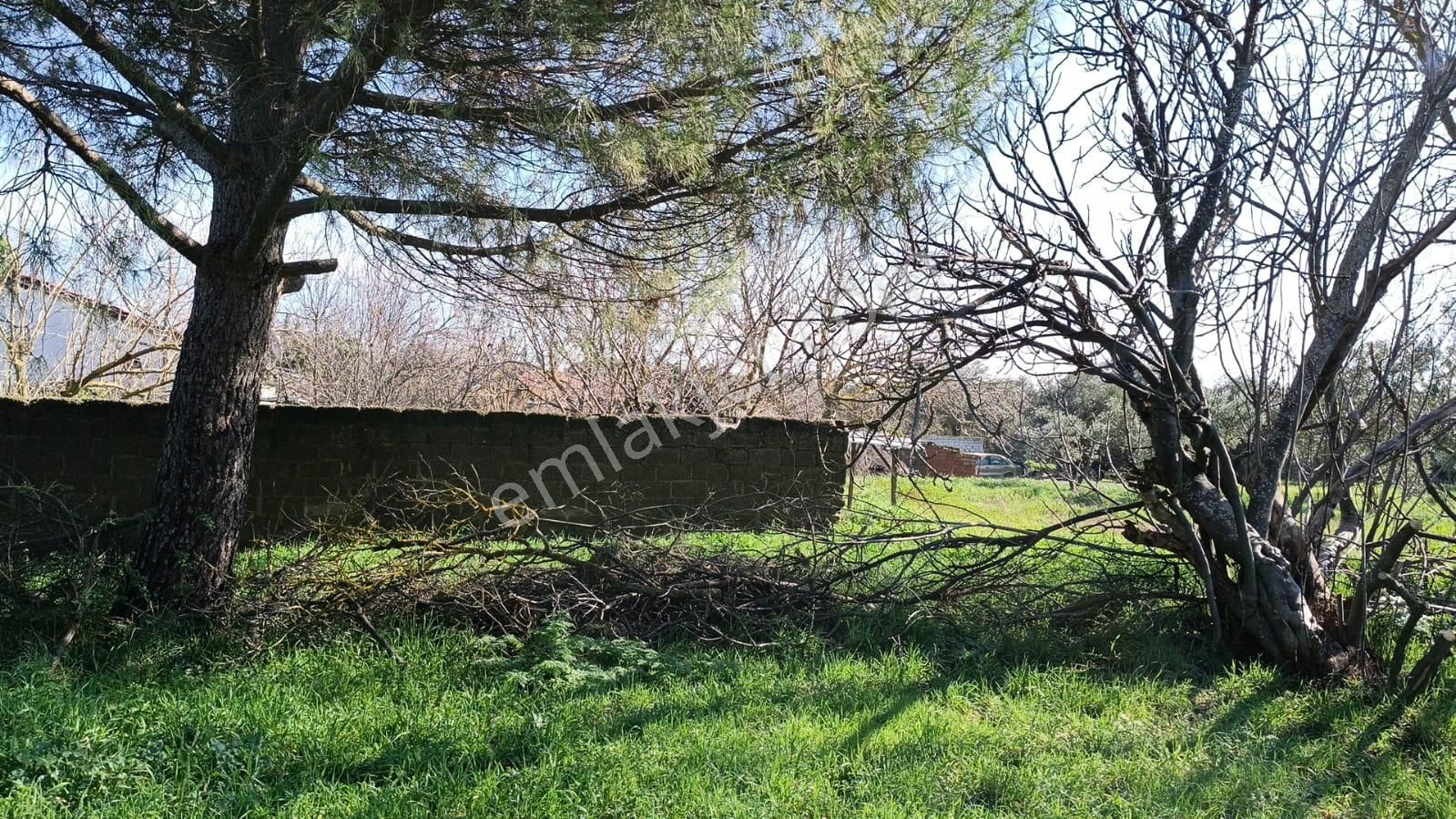 Ayazköyde Yola Cepheli Köy Kenarı Zeytinlik - Görsel 4