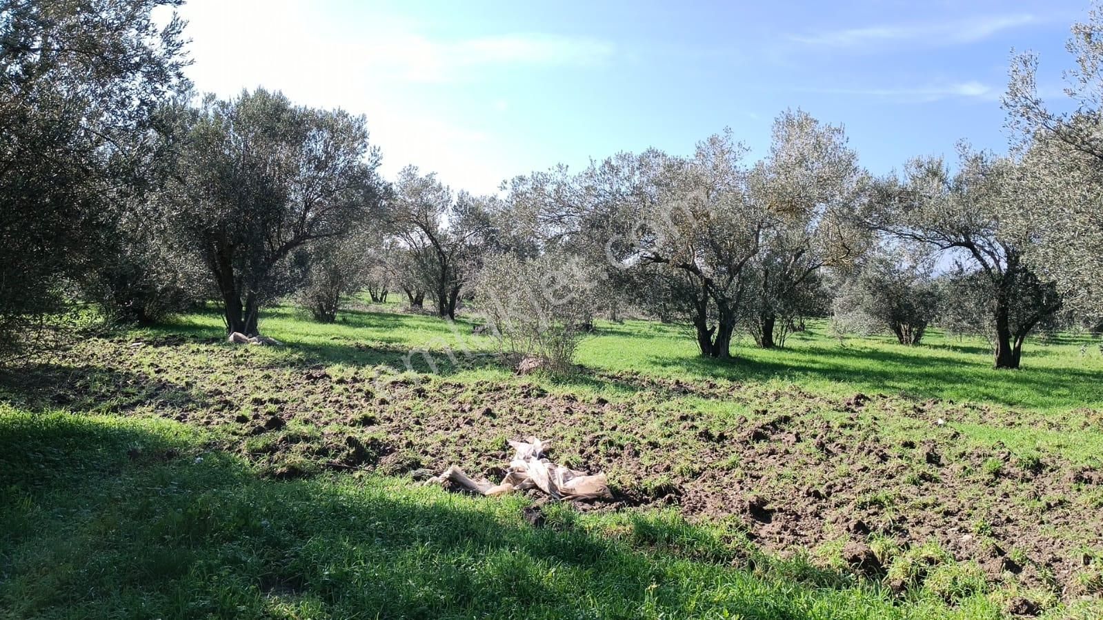 Ayazköyde Yola Cepheli Köy Kenarı Zeytinlik - Görsel 7