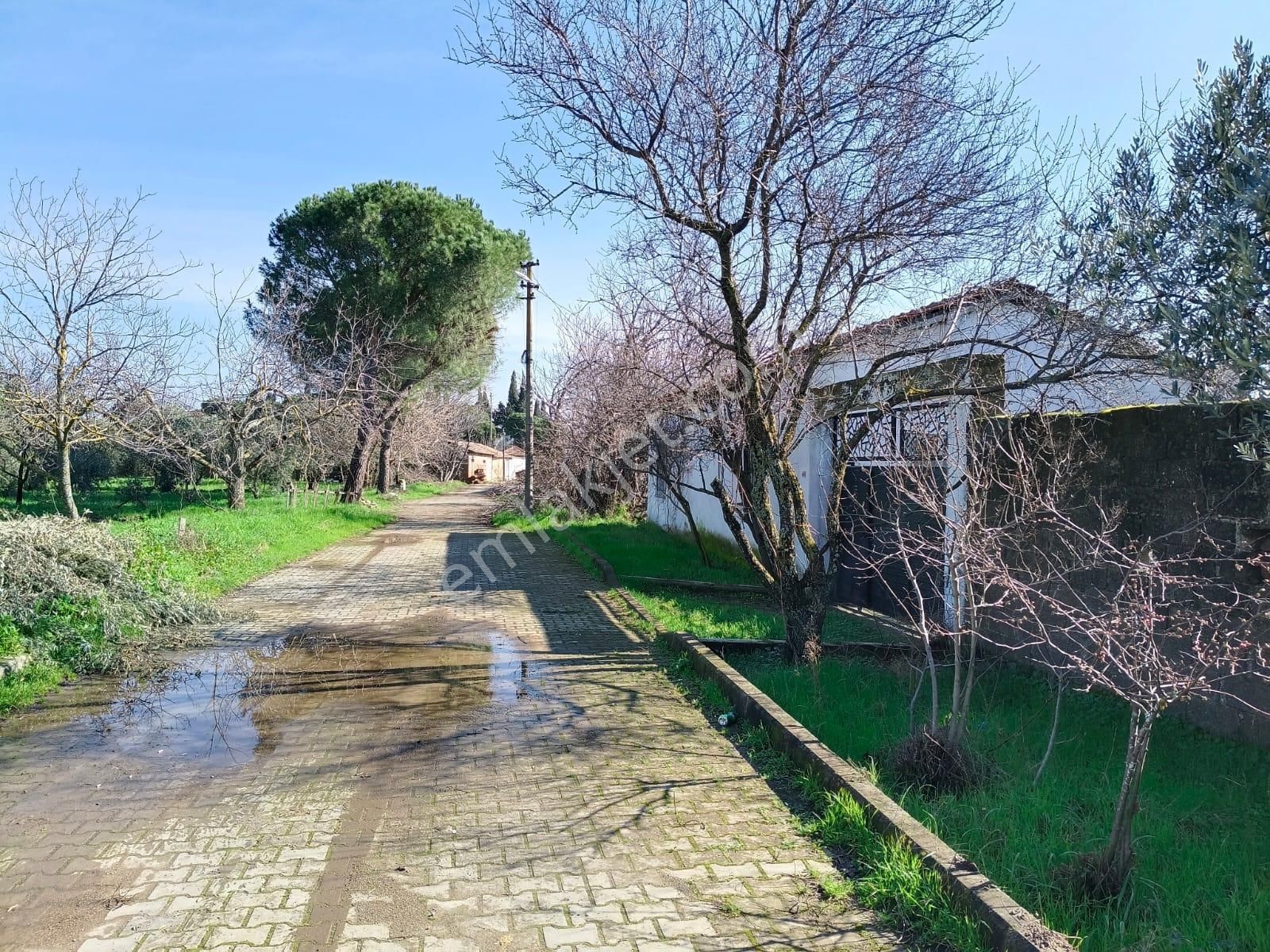 Ayazköyde Yola Cepheli Köy Kenarı Zeytinlik