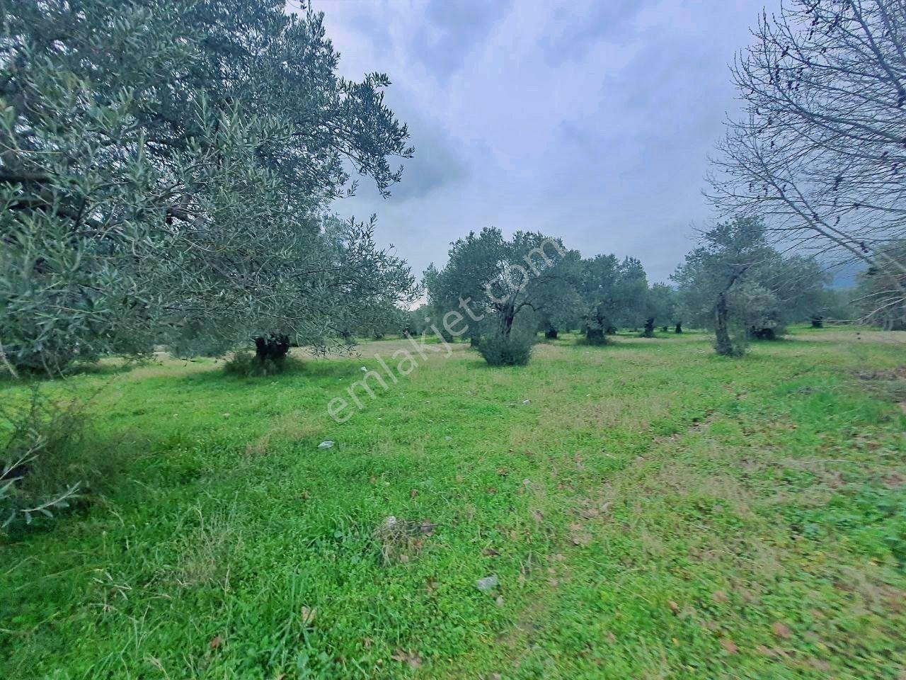Uytundan Gürede Denize Yakın 355 Metrekare İmarlı Villa Arsası - Görsel 30
