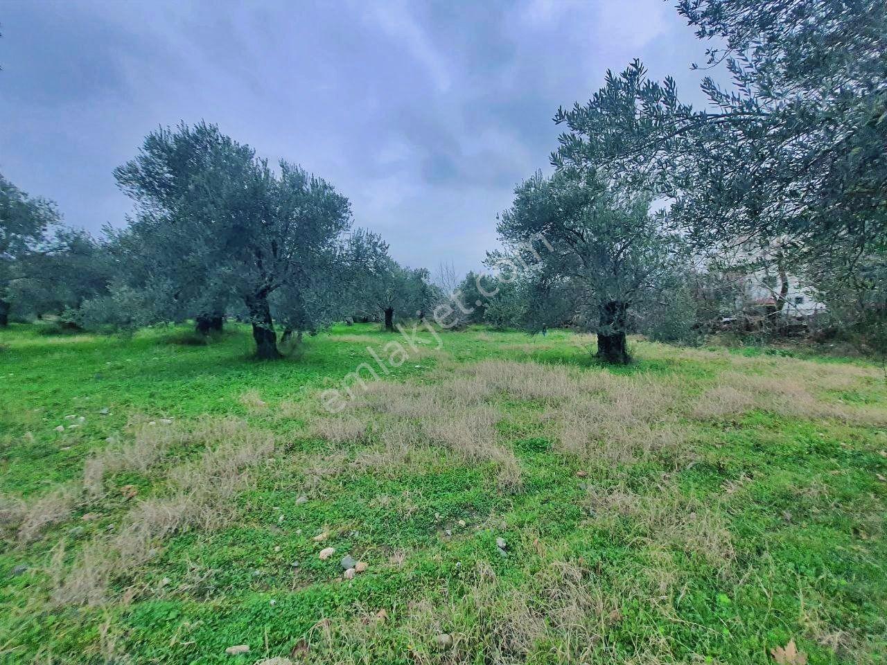 Uytundan Gürede Denize Yakın 355 Metrekare İmarlı Villa Arsası - Görsel 8