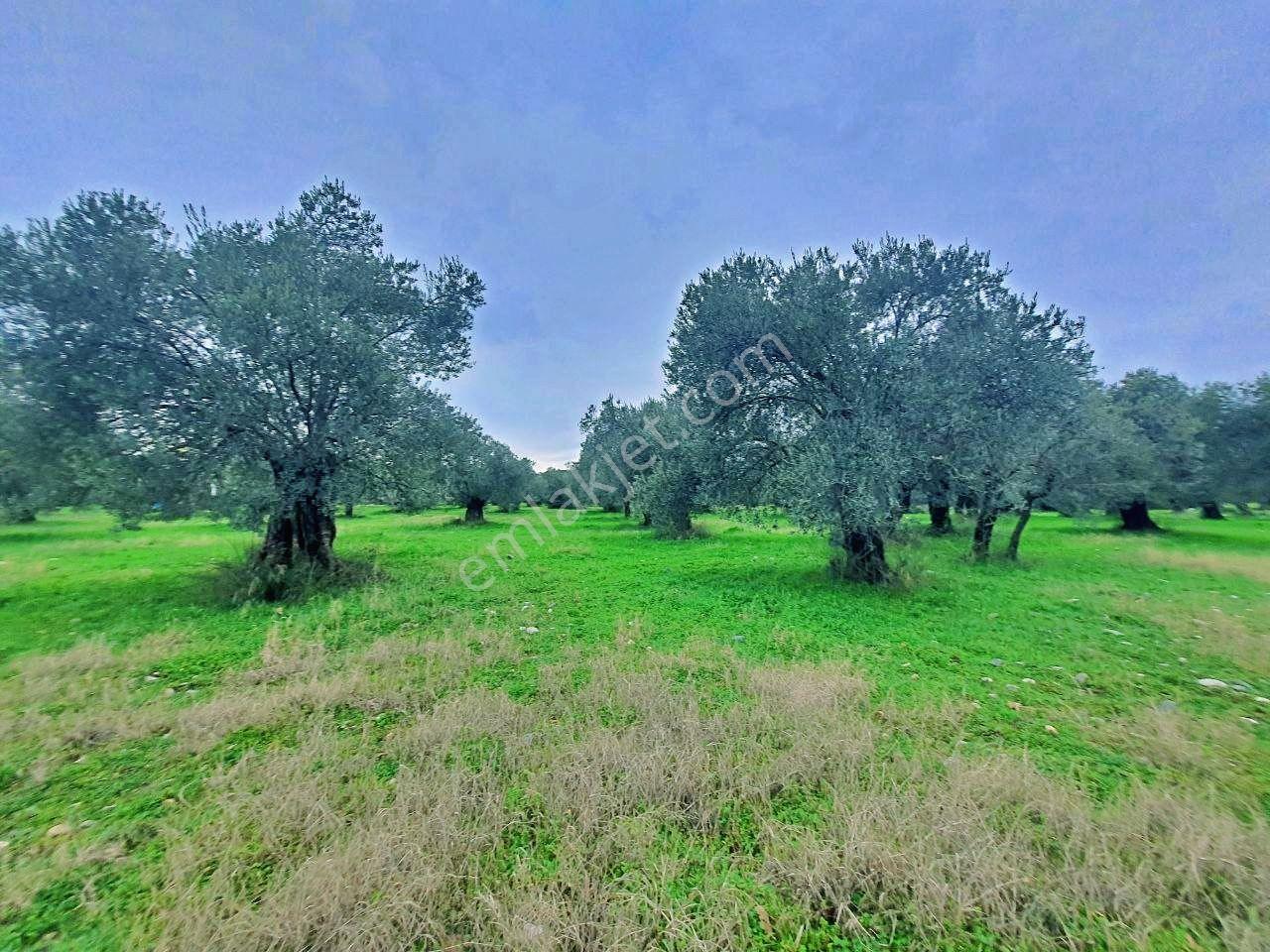 Uytundan Gürede Denize Yakın 355 Metrekare İmarlı Villa Arsası - Görsel 11