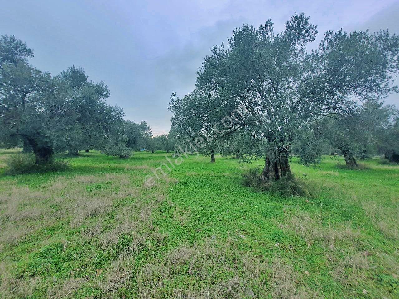 Uytundan Gürede Denize Yakın 355 Metrekare İmarlı Villa Arsası - Görsel 16