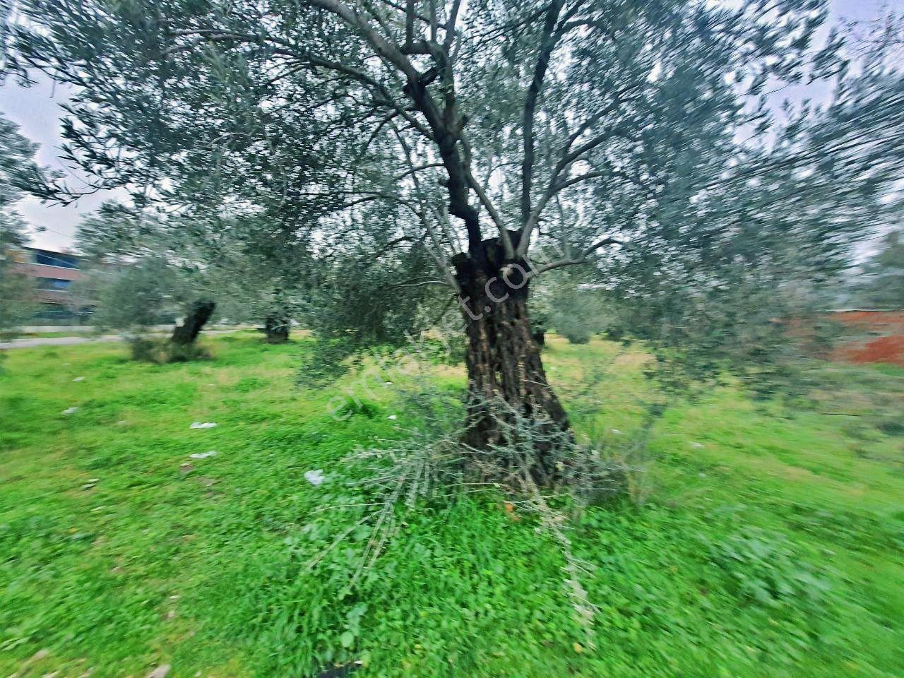 Uytundan Gürede Denize Yakın 355 Metrekare İmarlı Villa Arsası - Görsel 29