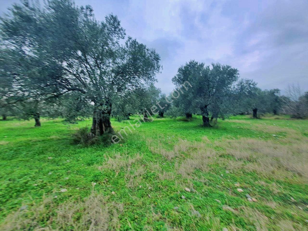 Uytundan Gürede Denize Yakın 355 Metrekare İmarlı Villa Arsası - Görsel 2