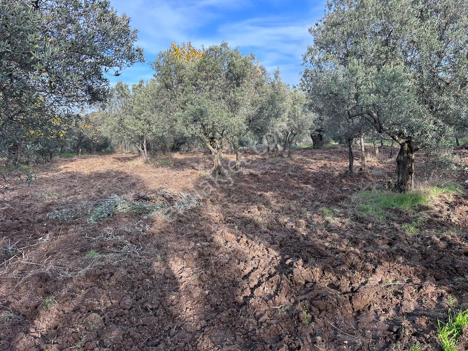 İdenova Gayrimenkul'den Çepnide Kadastro Yoluna Cepheli Satılık Zeytinlik - Görsel 5