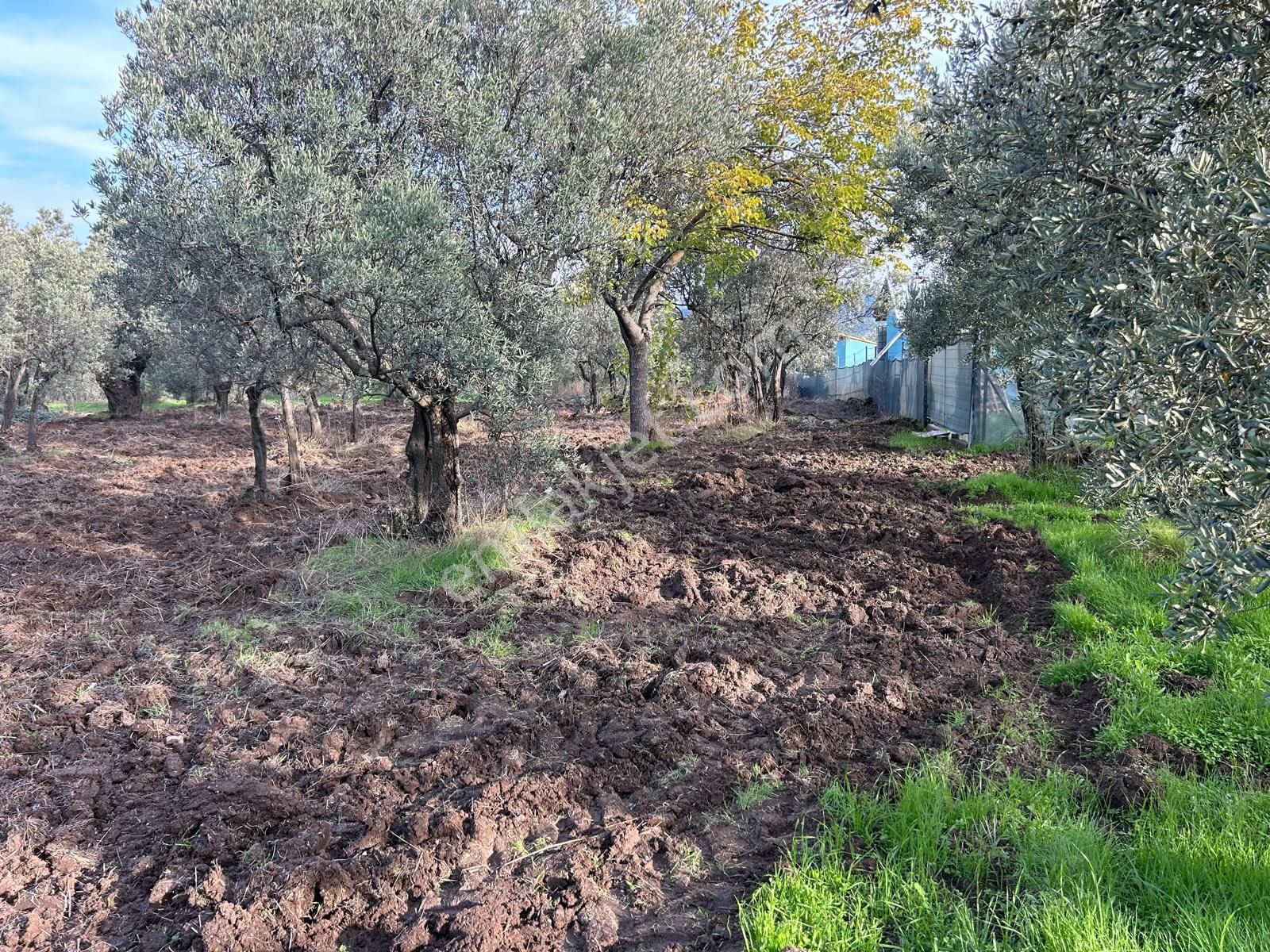 İdenova Gayrimenkul'den Çepnide Kadastro Yoluna Cepheli Satılık Zeytinlik - Görsel 6