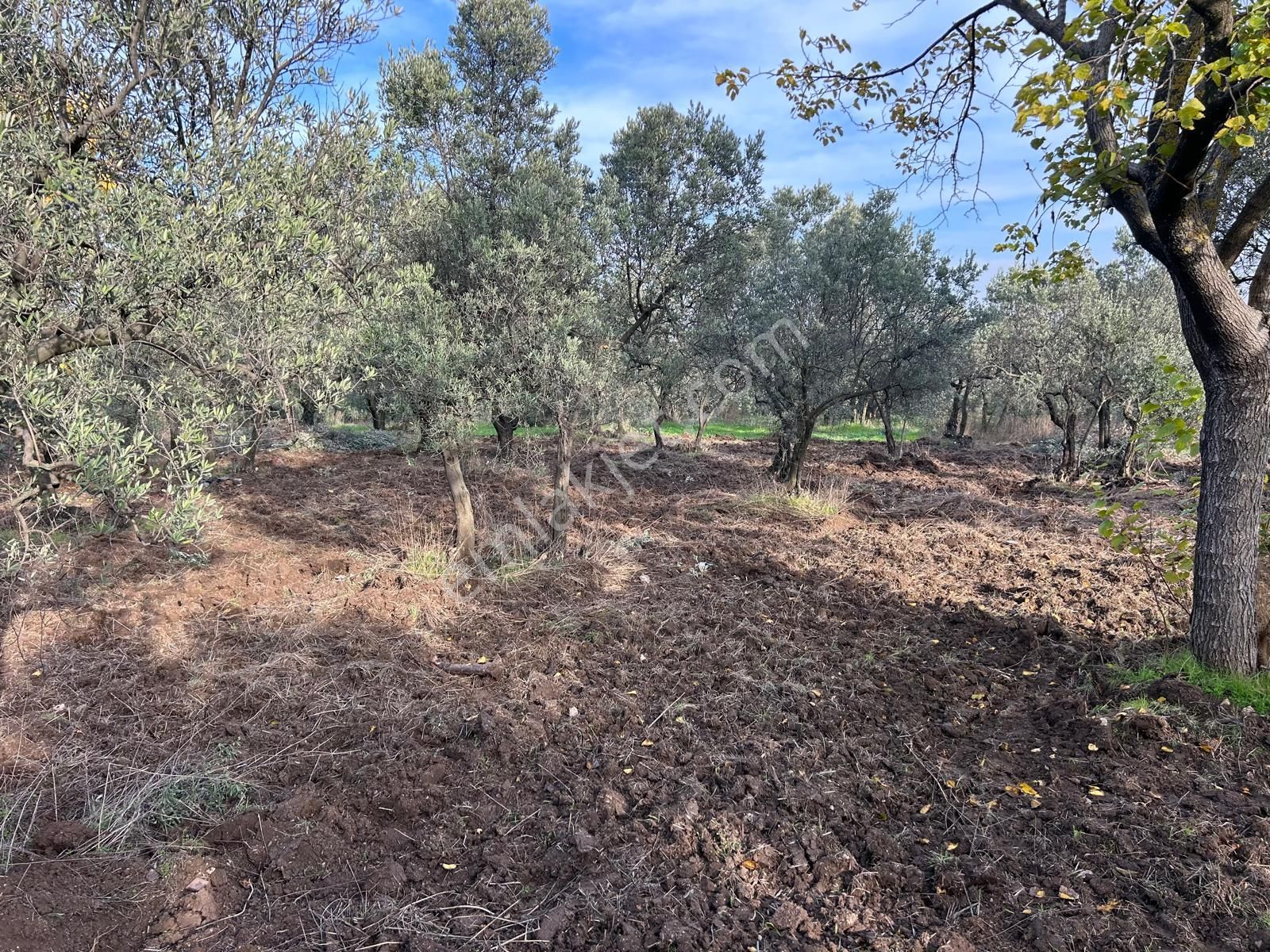 İdenova Gayrimenkul'den Çepnide Kadastro Yoluna Cepheli Satılık Zeytinlik - Görsel 9