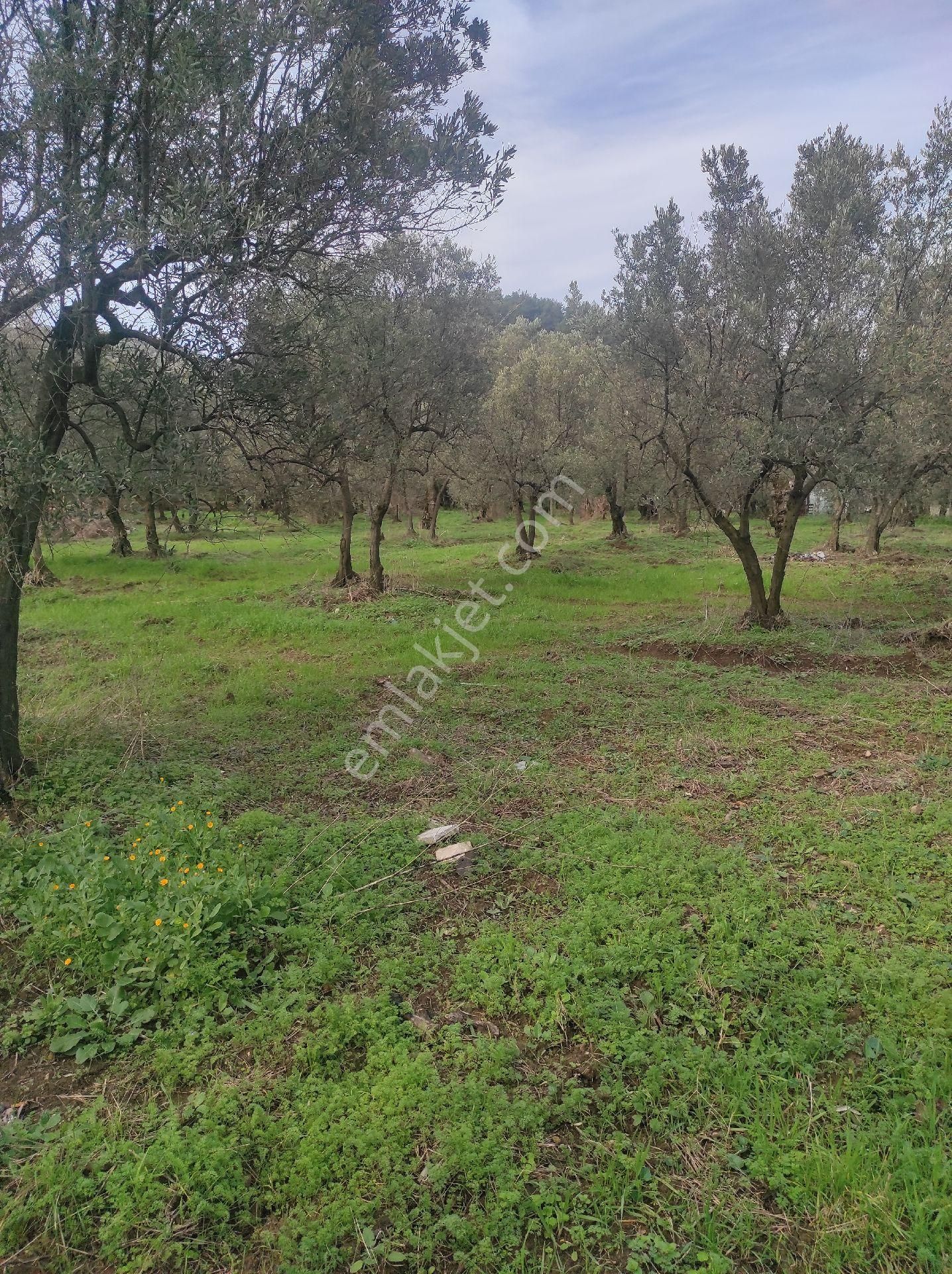 İdenova Gayrimenkul'den Çepnide Kadastro Yoluna Cepheli Satılık Zeytinlik - Görsel 14