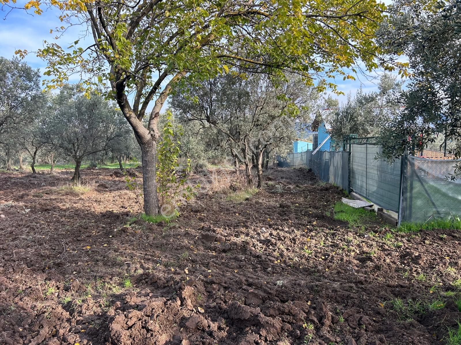 İdenova Gayrimenkul'den Çepnide Kadastro Yoluna Cepheli Satılık Zeytinlik - Görsel 11