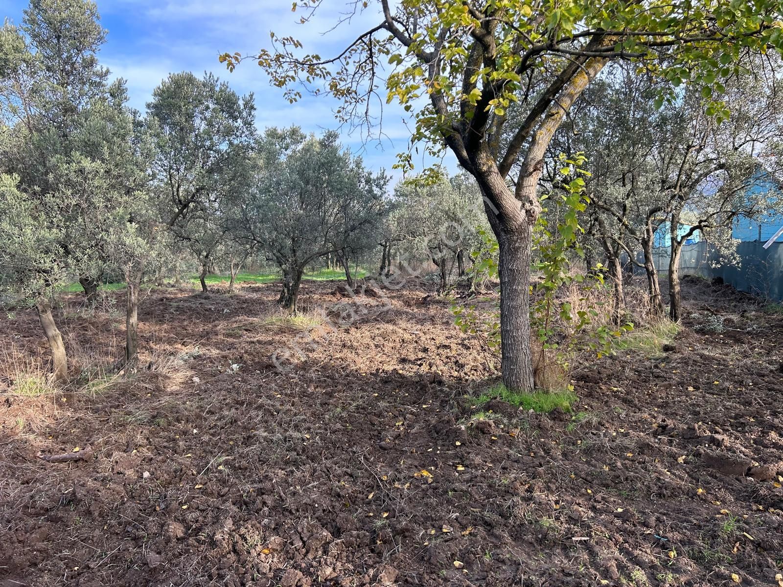 İdenova Gayrimenkul'den Çepnide Kadastro Yoluna Cepheli Satılık Zeytinlik - Görsel 8