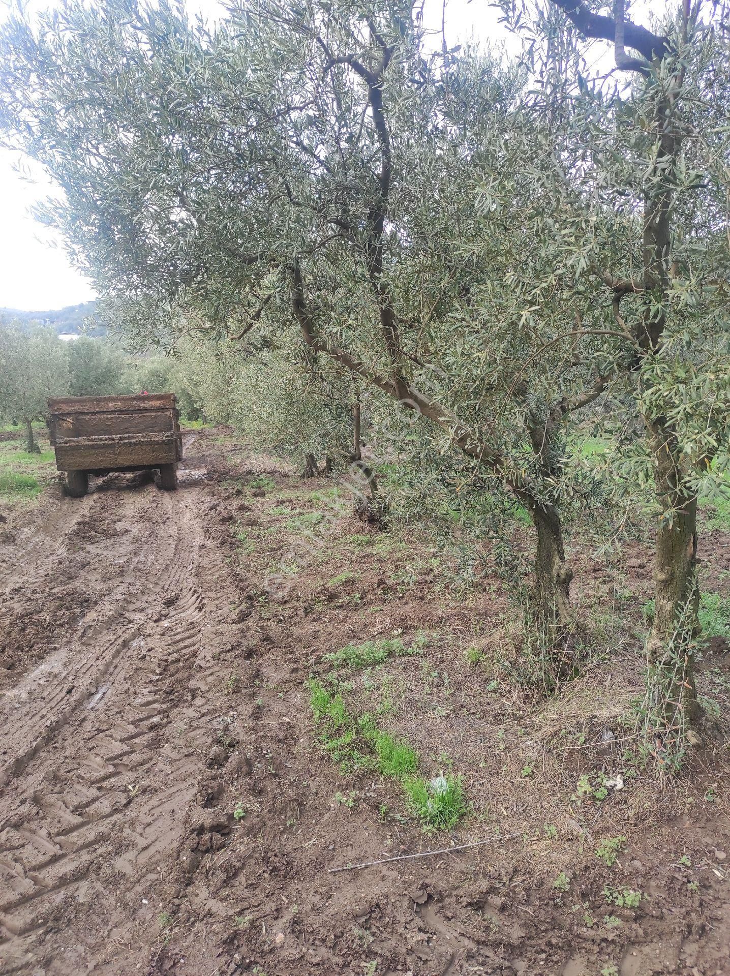 İdenova Gayrimenkul'den Çepnide Kadastro Yoluna Cepheli Satılık Zeytinlik - Görsel 12