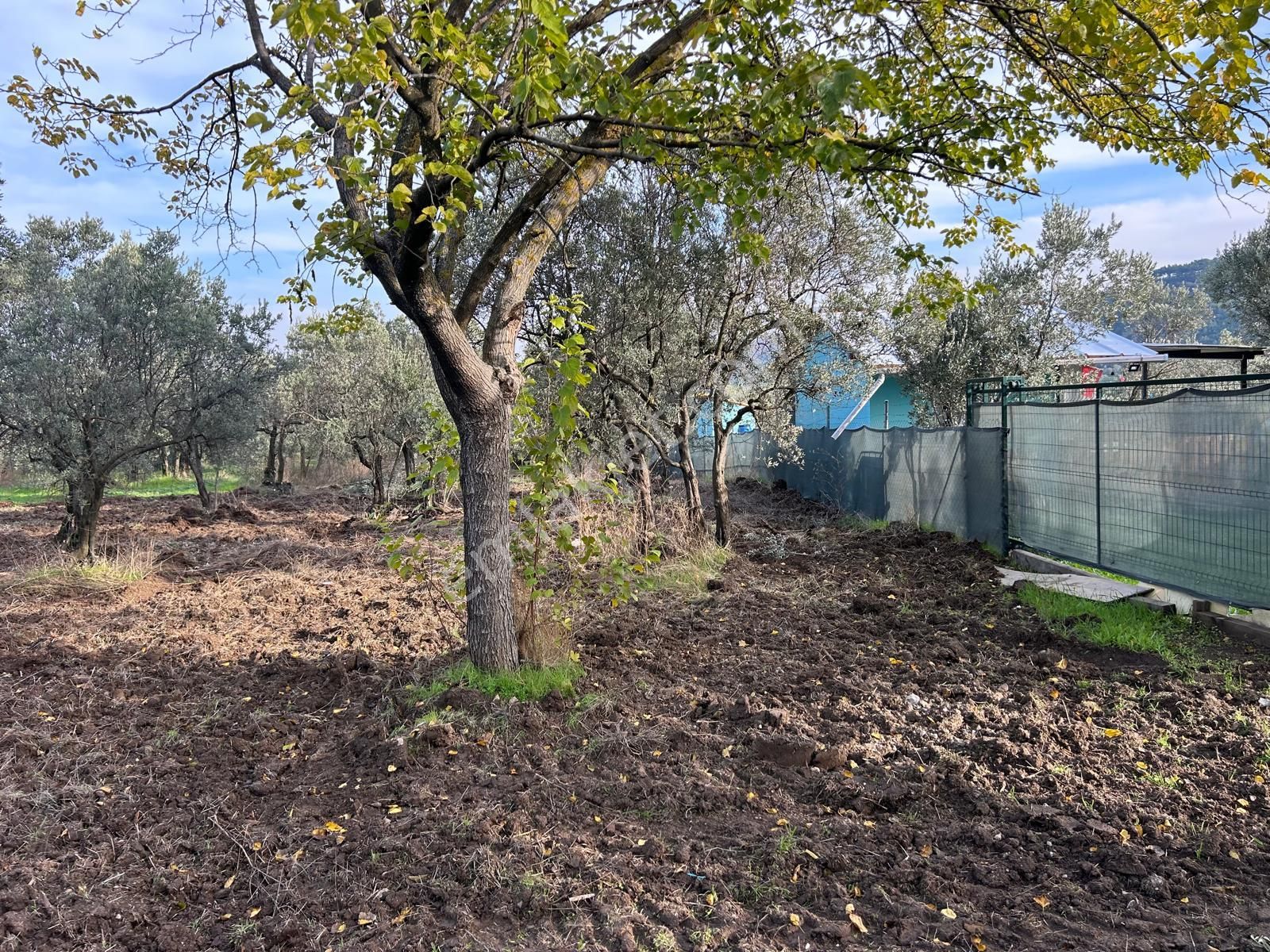 İdenova Gayrimenkul'den Çepnide Kadastro Yoluna Cepheli Satılık Zeytinlik - Görsel 7