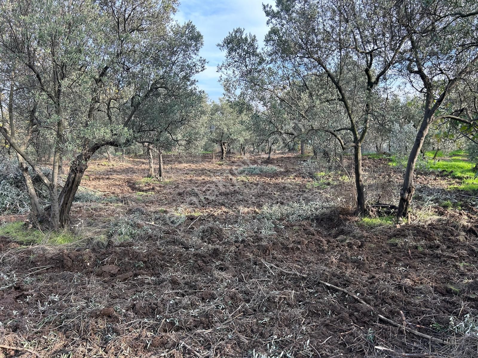 İdenova Gayrimenkul'den Çepnide Kadastro Yoluna Cepheli Satılık Zeytinlik - Görsel 4