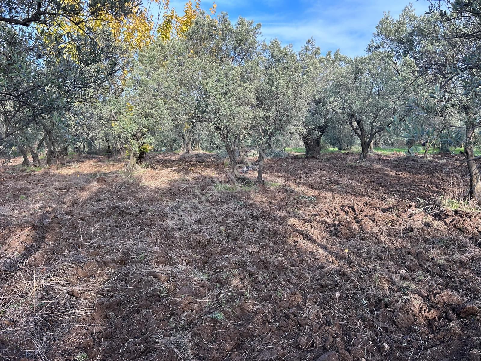 İdenova Gayrimenkul'den Çepnide Kadastro Yoluna Cepheli Satılık Zeytinlik - Görsel 10