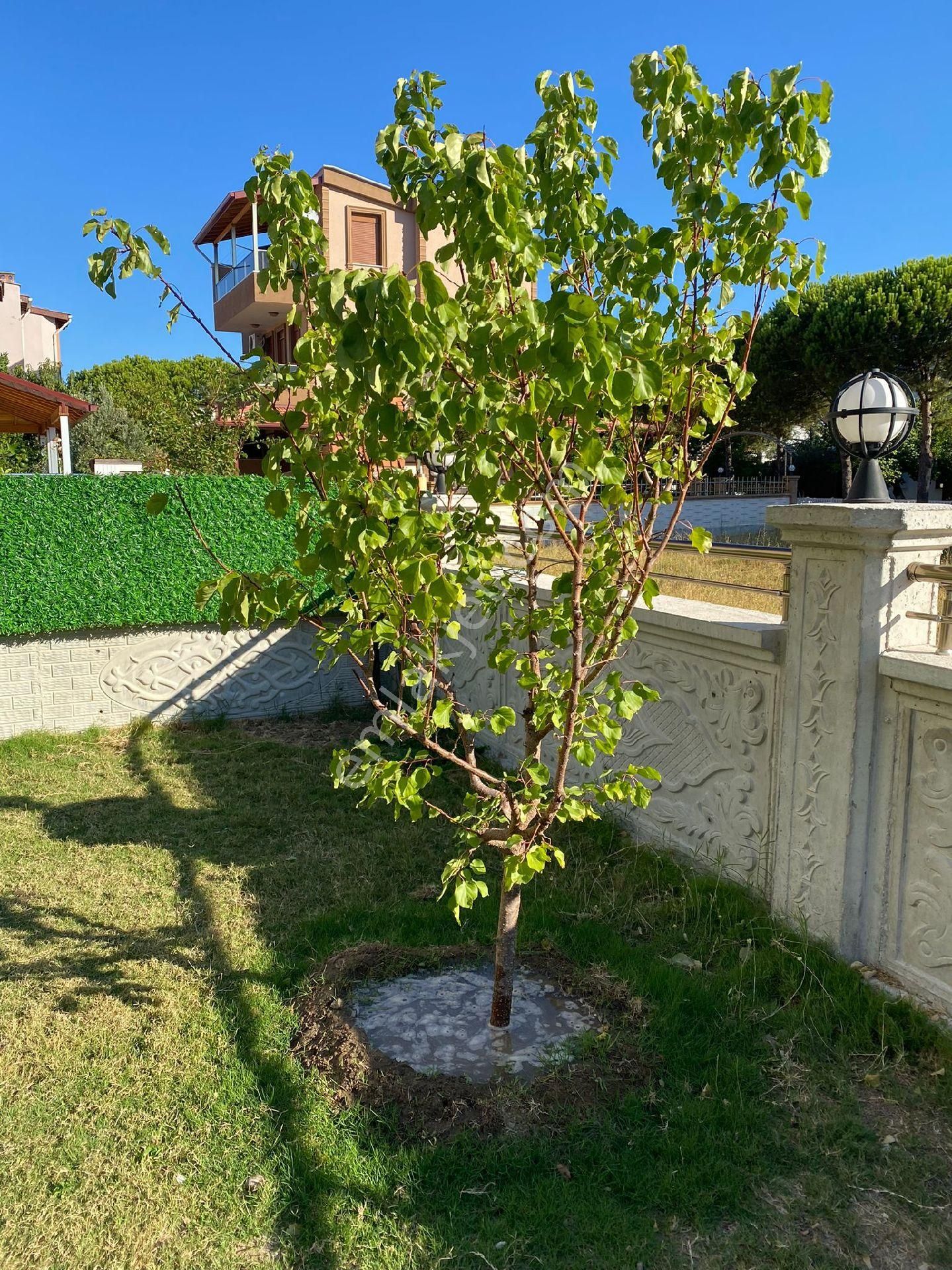 Taş Emlak'tan Plaja Yakın Sıfır Ayarında Villa - Görsel 7